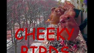 Cheeky Birds GoPro HD by GoPro Cat & Dog Videos 167 views 8 years ago 1 minute, 20 seconds