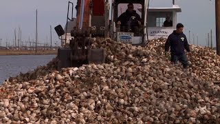 Creating an Oyster Reef in Barnegat Bay