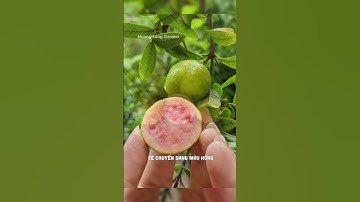 20 giống cây ăn  trái dễ trồng chậu