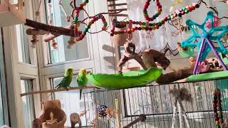 Wellensittiche Gina und Tami 