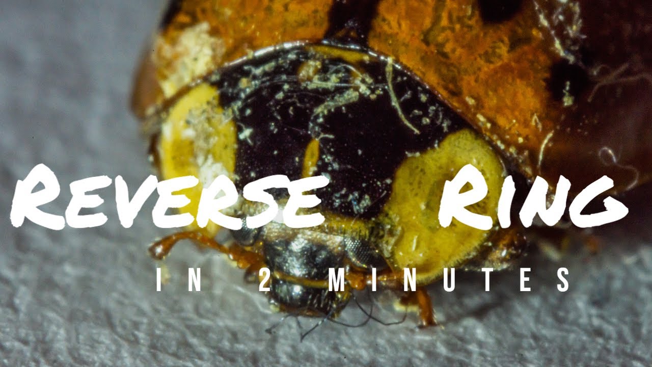 How to use a Reverse ring in 2 Minutes YouTube