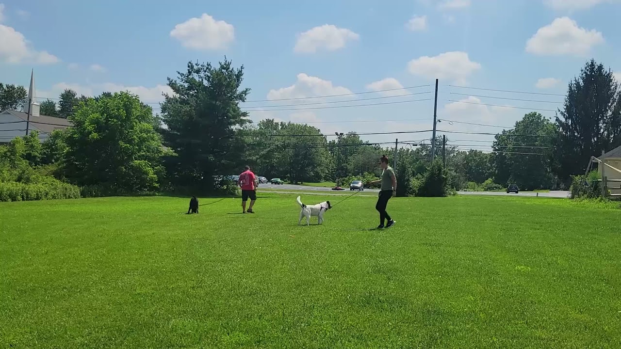 Pickles the Cattle Dog Mix | 3-Week Board & Train Complete! Greetings, Leash Skills & Reactivity