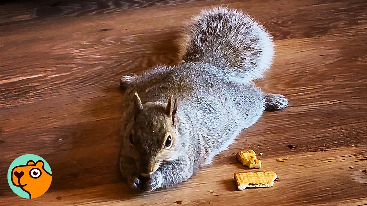 Wild Squirrel Sneaks Into Couple’s House Every Day, But Why? | Cuddle Buddies