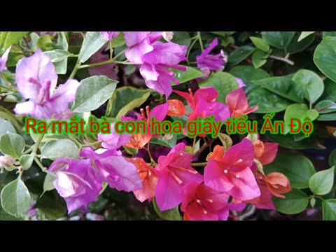 Video @ hoa giấy: tiểu Ấn Độ,cẩm thạch cầu vồng và nhiều... - youtube