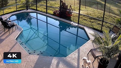 Reolink Captures: Dog Fell into the Pool (4K)