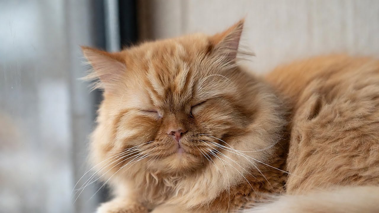 LIVE 🐱 Sleeping Kitten Falling Asleep with Calm Piano Tunes on a Rainy Night 🎹 | Season 5