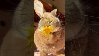 Funny Cute Bunny Eating ASMR 🐇🎧 #rabbit #cute #bunny #viralvideo
