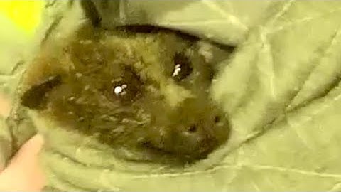 Rescuing Yelvie part 2:  at home awaiting the vet