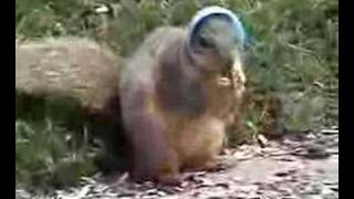 The Easter Squirrel