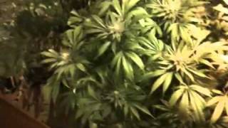Ashland Grow Room Week 7 Flower Part 8