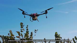Опыление фундука с помощью агро-дронов повышает урожайность и качество ореха и экономит деньги