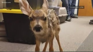 This is why you should never touch baby fawns