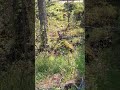 Högbo (dungen) 250515