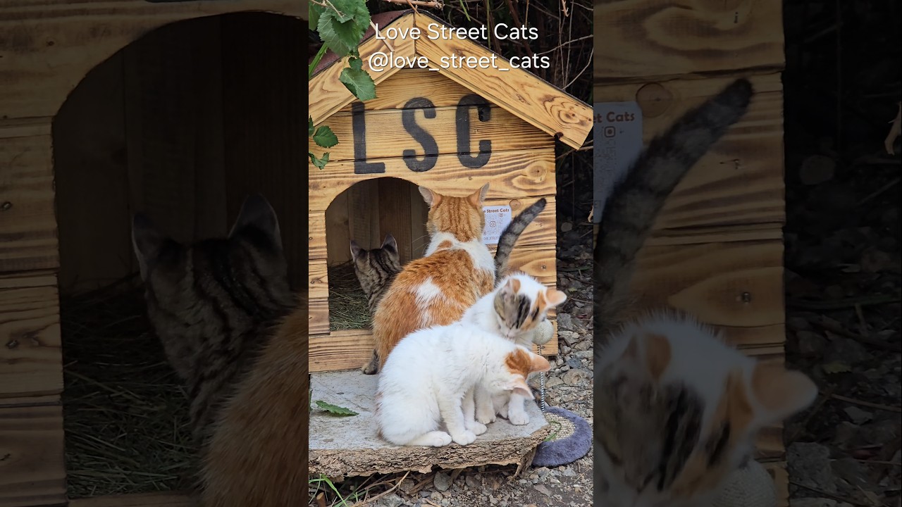 Love Street Cats ❤️ 🐈 🐱🏠