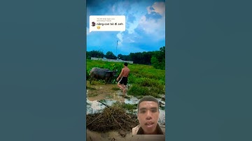 anh thanh niên nâng con trâu và cái kết #funny #dongvat #animals #memes