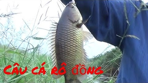 Câu Cá Rô Đồng Béo Bự Khó Tưởng