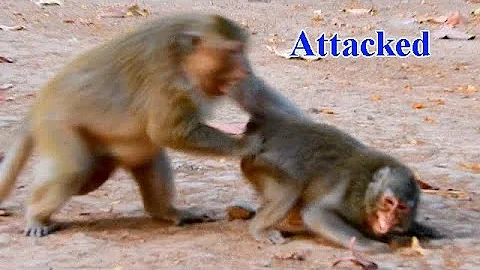 NEVER SEEN KING TITUS ATTACKED NASTY ANNA, NASTY A...