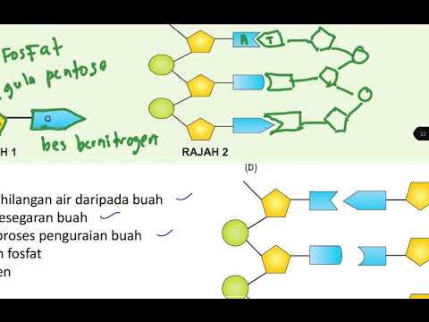 Video: Komposisi Kimia Lengkap Kesemek