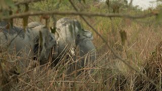 Absolutely Epic Indian Elephant Fight!!