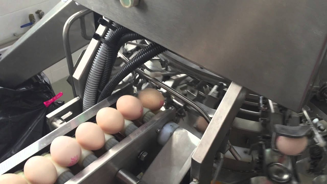 Automatic Egg Breaking Machine, Egg Processing Machine Supplier