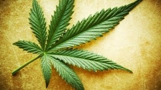 U.S. Marijuana Legalization Is Hurting Mexican Cartels & Farmers