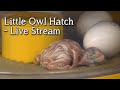 Baby Little Owls Hatching | Livestream