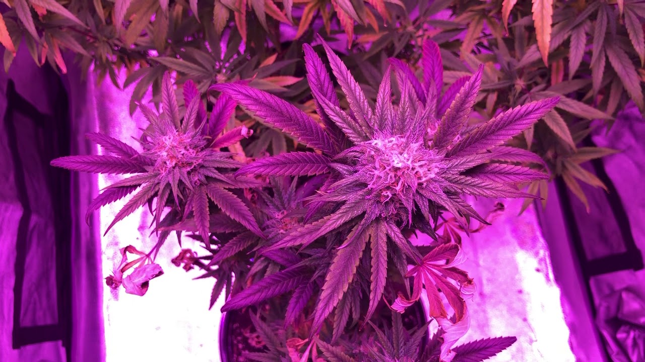 Purple cookie dough is doing great