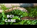 Boa Constrictor Care