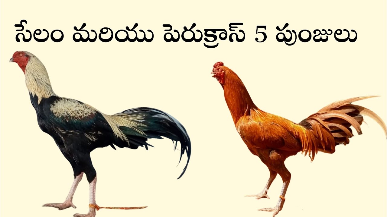 5 పుంజులు అందుబాటులో #96637 43851 #khrfarms #peru #selam