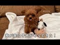 【ご報告】家族が増えました!生後3ヶ月ティーカッププードル🐩