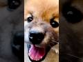 ムチムチ仔犬🐕@北澤健生 兄貴🙌 Whip puppy🐕 Cachorro de látigo🐕 Filhote de cachorro🐕 통통한 강아지🐕 #shorts not 野良犬
