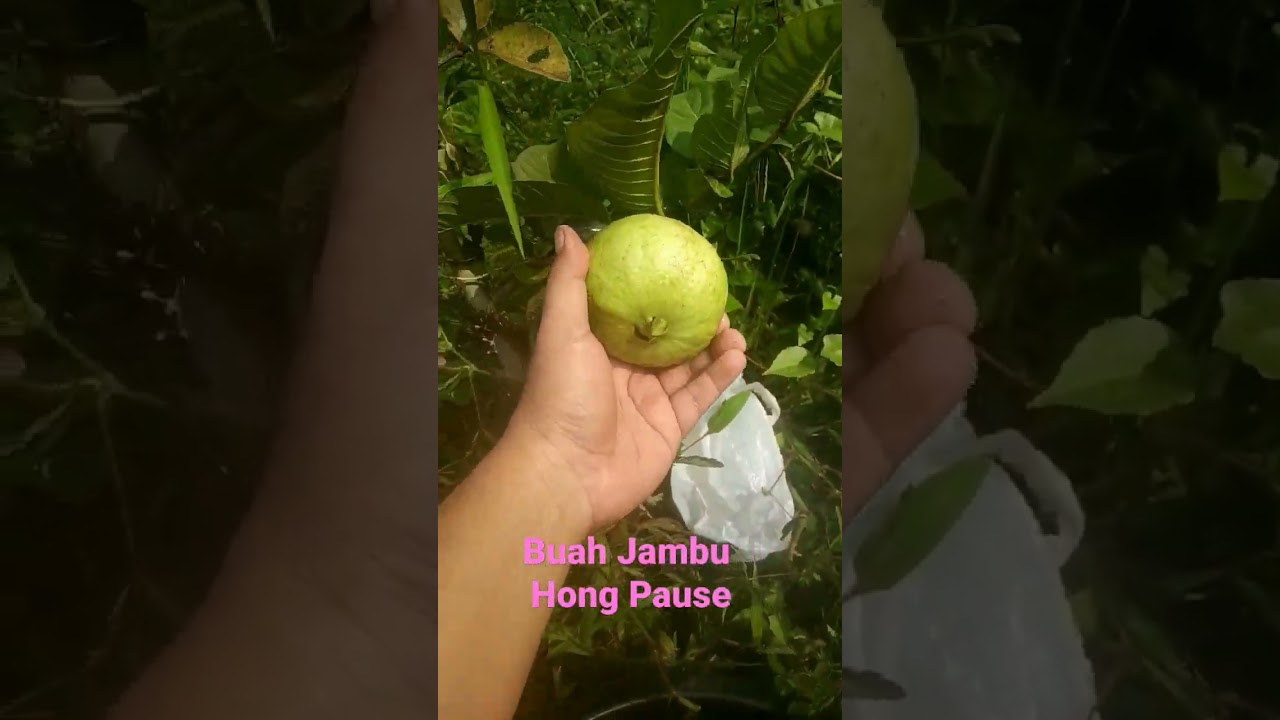 petik jambu hong pause