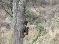 Baby baboons climbing treewest serengeti safari