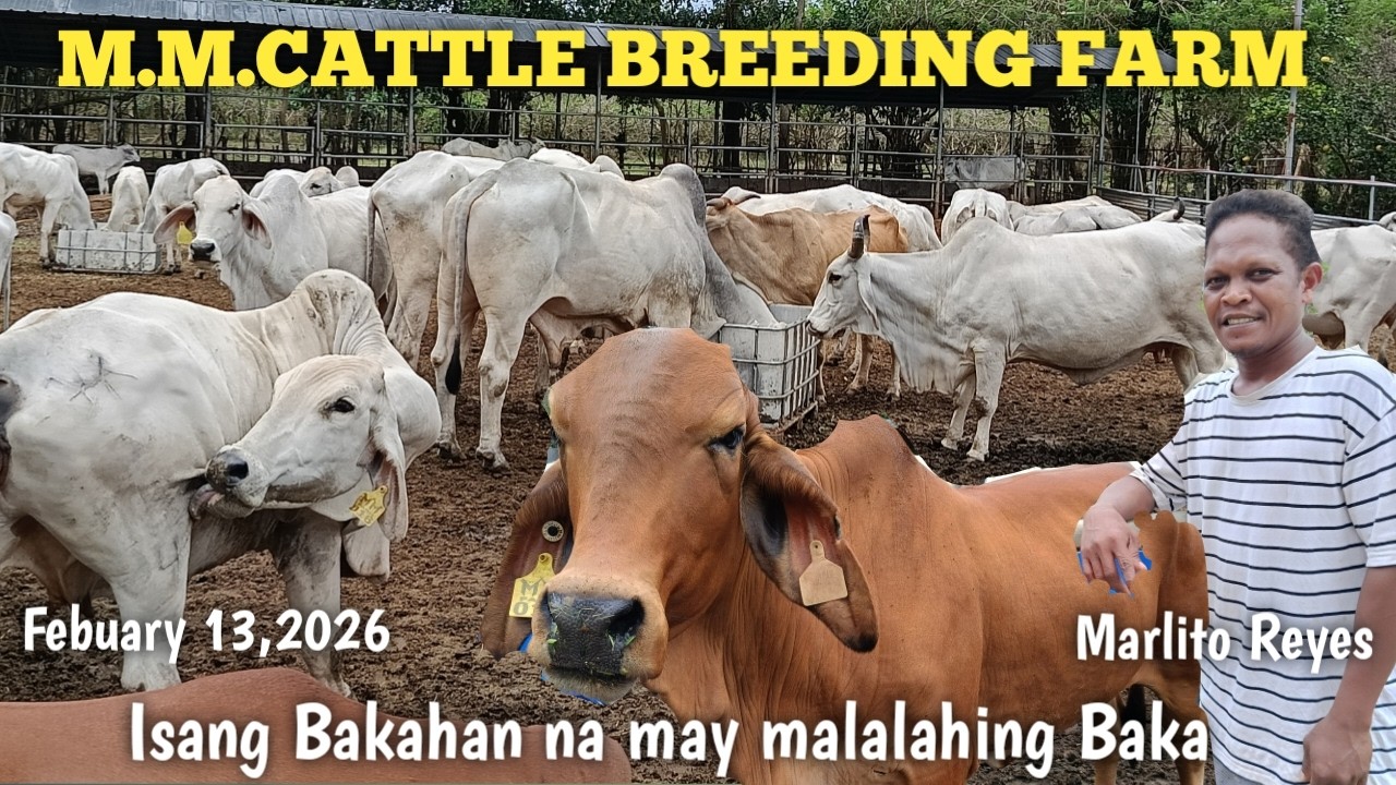 Cattle Breeding Farm sa San Antonio Quezon!M.M Cattle Breeding Farm