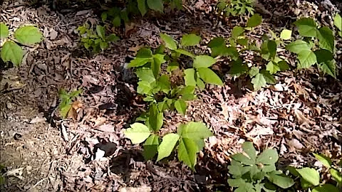 How to Kill Poison Ivy in One Day-  Without Poison...