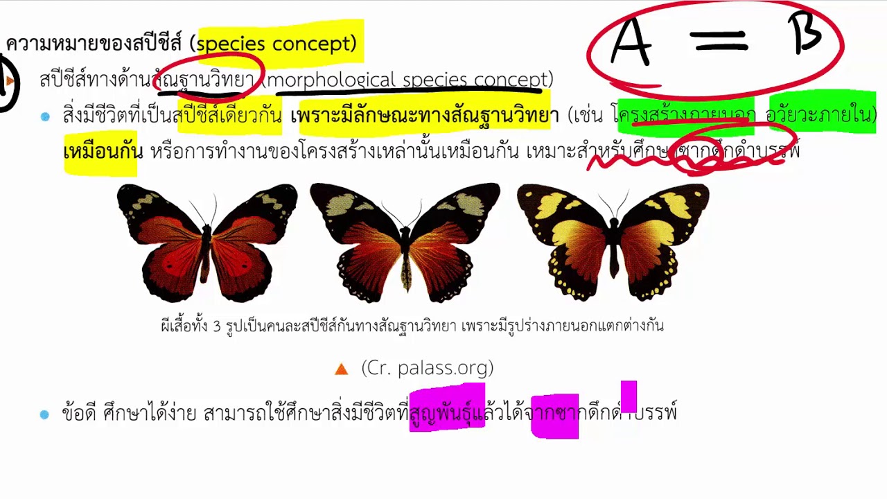 ระดับมหภาค  Update  บทที่ 18 วิวัฒนาการ ตอนที่ 05 วิวัฒนาการระดับมหภาค