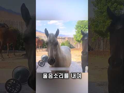 남성 앞으로 다가온 야생마 thumbnail