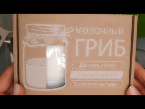 Купила молочный гриб. Готовлю полезный кефир.