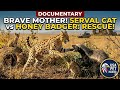 Honey Badger Stole Her Kitten... Then THIS Happened! 🐆🔥 USA PET INSIDER