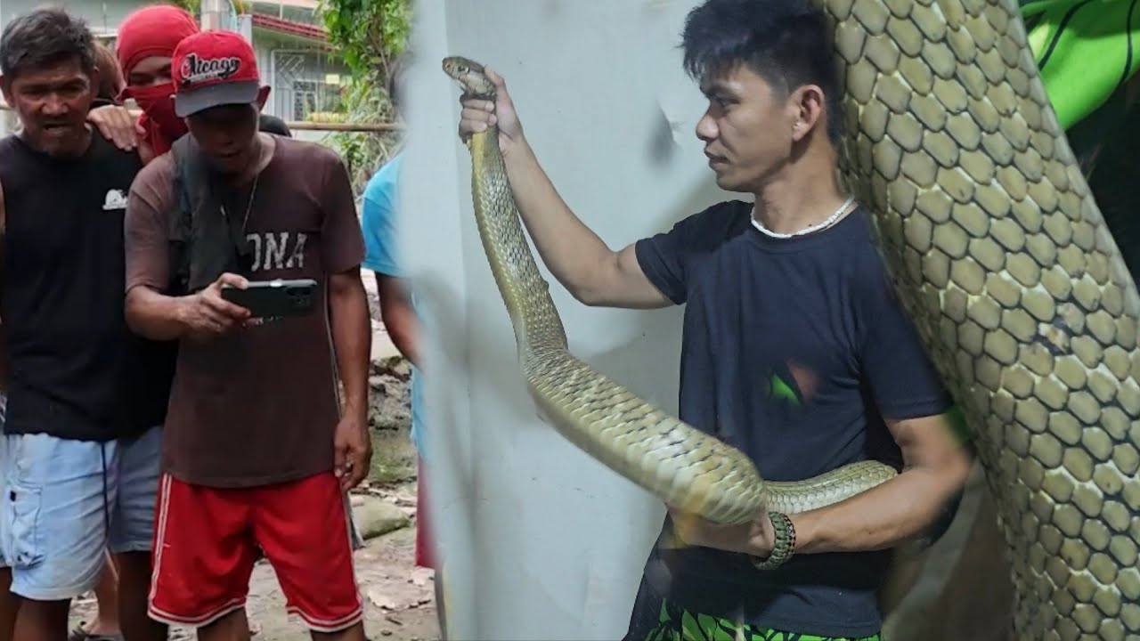 MONSTER KING COBRA NG STO ANGEL 