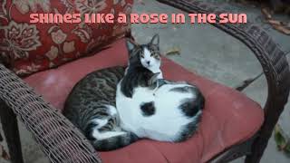 A Rose In The Sun - My First Love