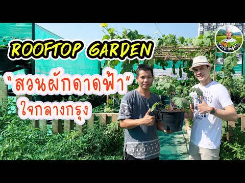 Rooftop Garden สวนผักดาดฟ้| Cách trồng rau sạch tại nhà | สวนผักพ่อครัว