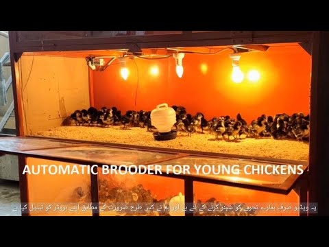 चूजों के लिए तापमान नियंत्रित स्वचालित ब्रूडर - कराची, पाकिस्तान