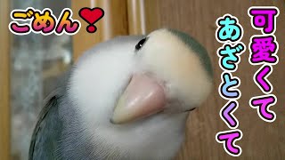 【癒されて笑える時間】コザクラインコの放鳥時♪Time with soothing lovebirds.