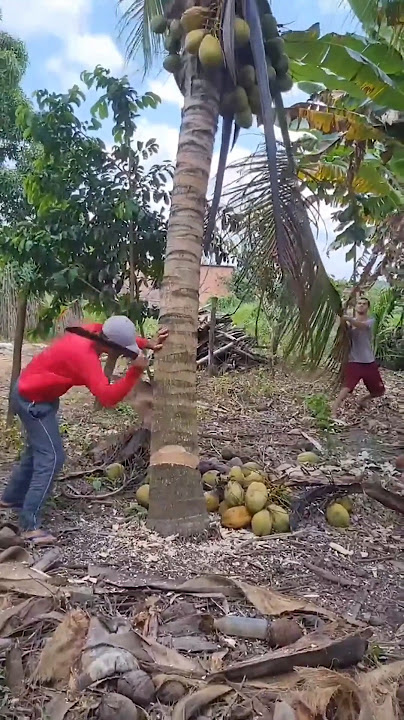 Cutting down coconut trees