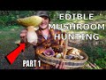 EDIBLE MUSHROOM HUNTING with a MUSHROOM EXPERT - Foraging for Cep / Porcini / Bolete / Chanterelle