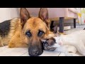 Unlikely Friendship: German Shepherd and Funny Cats