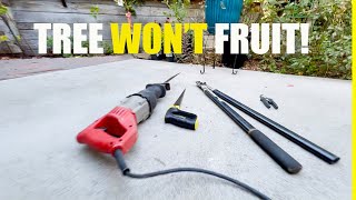 Cut Down your Unproductive Tree in these (3) easy steps using common household tools.