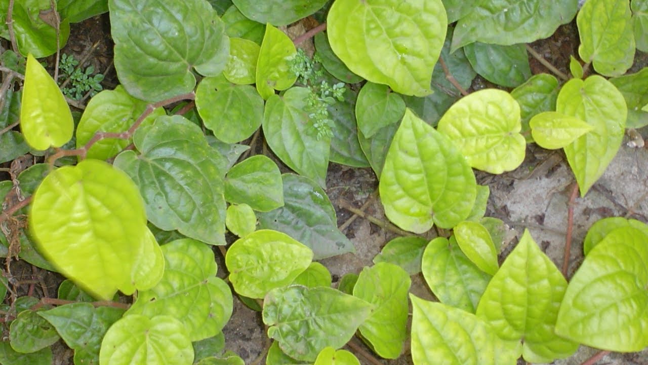 Is chewing betel leaf harmful?
