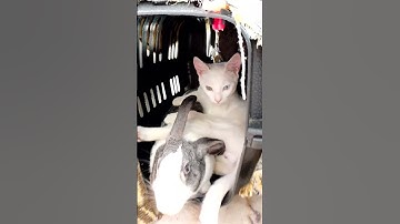 cute cat with rabbit 🐰💕 #cats #rabbit #animals # little kittens